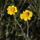 two yellow daisy-like flowers