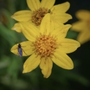 close up of a yellow flower with 8 ray petals and several tiny disc flowers in the center, with a black winged insect on one petal