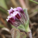 close up of a clover flower with light purple and dark red petals