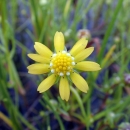 a yellow ray flower with ten petals surrounding a yellow center with several white disc flowers around the perimeter of the yellow center disc