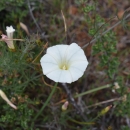 a single white trumpet flower