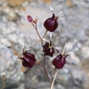 wine red flowerbuds on a brown stick