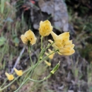 yellow tube flowers