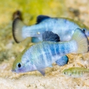 Small blue striped fish in water