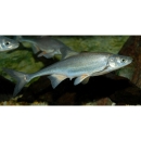 Silver-colored fish in water