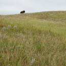 A lone bison stands atop a grassy hilltop