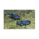 Two small blue fish in water