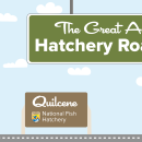 A graphic of a light blue sky with puffy clouds. A green highway sign hangs from the top and reads "The Great American Hatchery Road Trip." At the bottom, a fish drives a blue car along a road toward a brown sign with the USFWS logo and text that reads "Quilcene National Fish Hatchery."