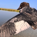 a female goldeneye is held over the water with her wing expanded