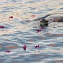 A large turtle swims with its head and back above the water. Floating around it is pink flower petals. 