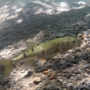 Small green fish in water