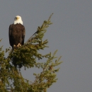 An adult bald eagle sits atop a conifer tree with a flat gray sky behind.