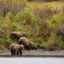 a kodiak brown bear sow with three large cubs stand on the banks of a lake