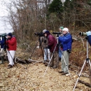 Birders with long range lenses and tripods between forest and the water watching birds.