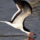 A Black Skimmer flying at the top of the water scooping up food with it's beak.