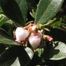 white heart-shaped flowers growing on a stalk of dark green shiny leaves of franciscan manzanita