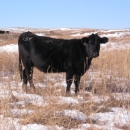 Cow grazing on USFWS land