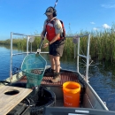 Fish Collecting at Artur R. Marshall Loxahatchee National Wildlife Refuge 