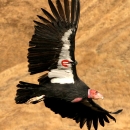 A large black bird with a red wing tag in flight