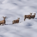 Four Sierra Nevada big horn sheep are photographed crossing a snowy mountain slope.