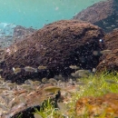 An underwater photo of a school of Owens pupfish.