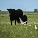 Grazing opportunities on the Waterfowl Production Areas