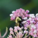 Image of bumblebee on flowers