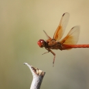 Close-up of a red dragonfly hovering over a branch.
