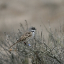 a grey and brown bird resting on a small branch