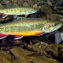 A swimming eastern brook trout, a colorful fish with red fins along a yellow belly, and yellow and red spots on its olive green body.