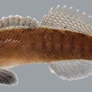 a close up photo of the relict darter