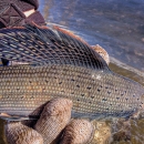 The colorful back of an Arctic grayling is held just out of clear waters by a gloved hand