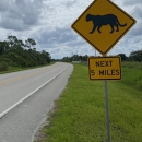 A panther crossing on a rural road.