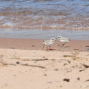 2 plover chicks on beach on wet sand in front of wave