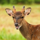 Head and upper shoulder photo of a sika deer with 3 to 4 inches of newly budding antler growth, looking toward camera with mouth open, probably chewing food.