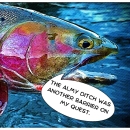 Bear River Cutthroat Trout with a speech bubble reading "The Almy Ditch was another barrier on my quest"