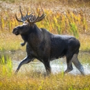 A bull moose runs through a wetland