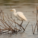 Cattle egret standing on a branch over the water
