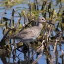 Picture of a willet wading in the water surrounded by vegetation