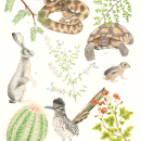 Illustration of several species found in the Creosote community life zone.