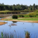 A wetland meanders between trees and grasses. Birds can be seen wading in the water.
