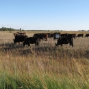 cattle grazing on a waterfowl production area
