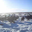 Sage-grouse in Wyoming standing in snow and engaging in geophagy, which means eating dirt.