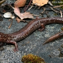 a brown salamander with large dark eyes on a flat rock covered in leaves