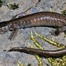 adult Scott Bar salamander on a rock with moss