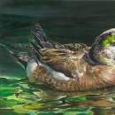 Acrylic painting of American Wigeon sitting in water with its reflection. 