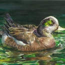 Drawing of a brown duck with a green patch above its eye sitting in greenish water.