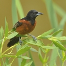 Orchard oriole male perched on ragweed