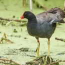 Common gallinule standing in shallow water surrounded by duck weed