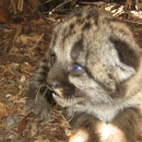 Florida Panther - Puma concolor coryi - NatureWorks